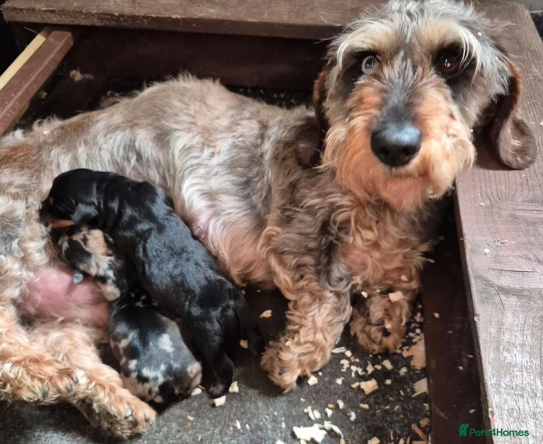 Dachshund dogs for sale: 2 beautiful puppies - Advert 3
