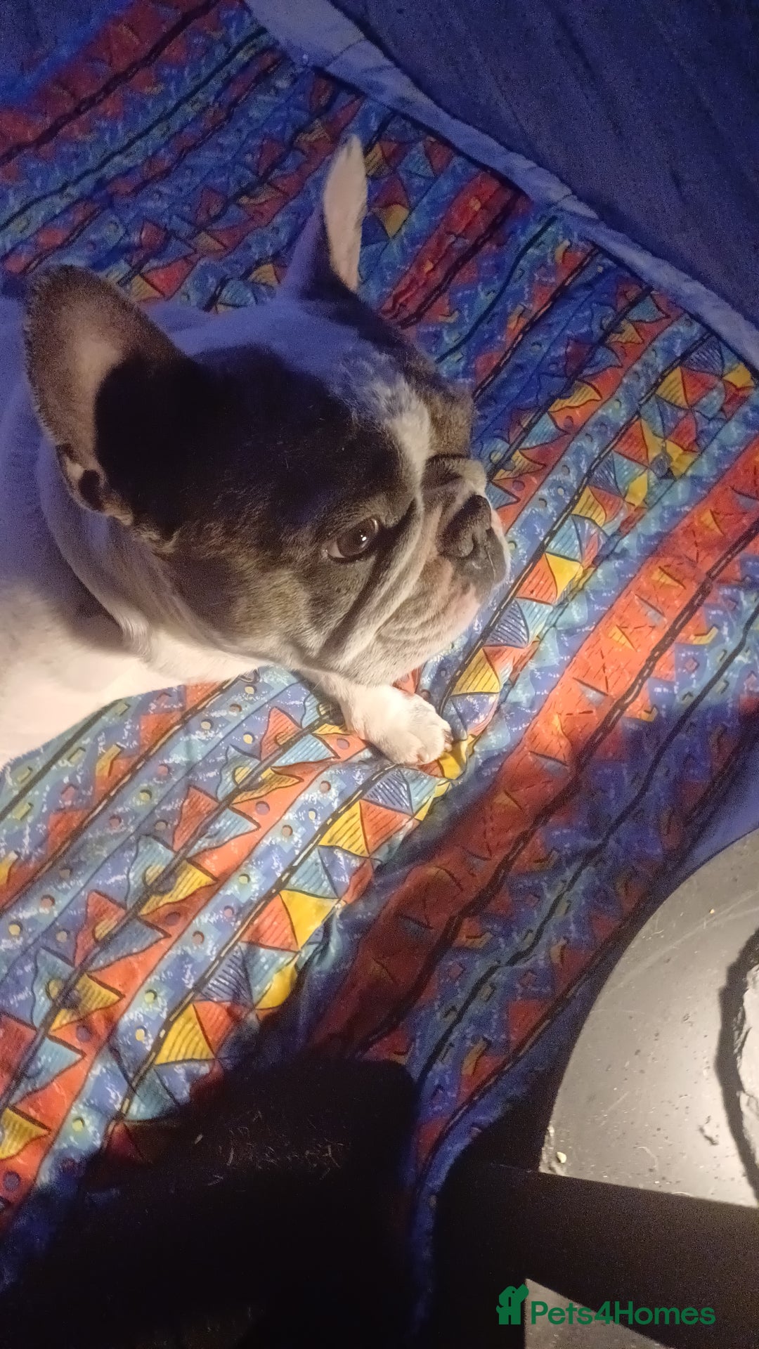 French Bulldog dogs for sale: Franc the frenchie  in Houghton le Spring - Image 6