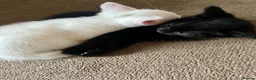 Mixed Breed cats for sale: White/black beautiful kittens - Advert 3