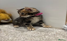 Bengal cats for sale: Amazing brown rosetted Bengal girl kittens - Image 14