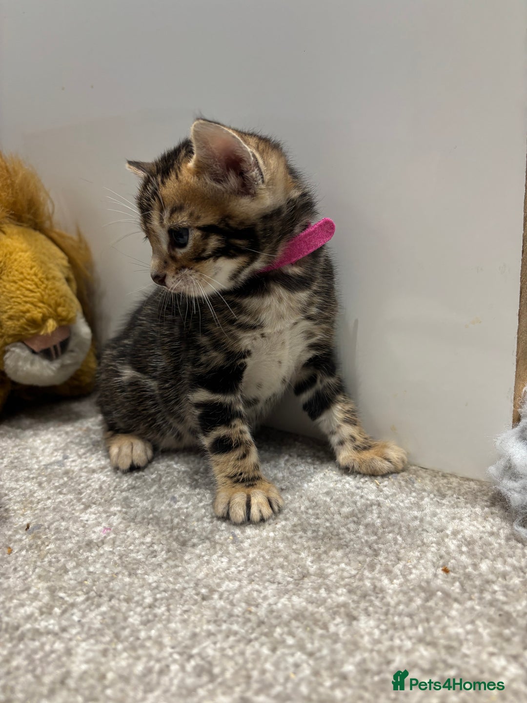 Bengal cats for sale: Amazing brown rosetted Bengal girl kittens - Image 14