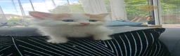 Persian cats for sale: Lovley half perian  - Advert 34