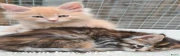 Maine Coon cats for sale: Pedigree tica mainecoon kittens - Advert 21