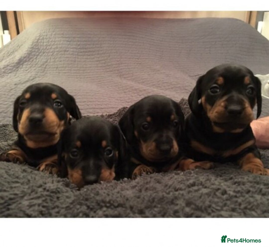 Miniature Dachshund dogs for stud: Pra Clear Black & Tan Mini Dachshund For Stud in Redhill - Image 6