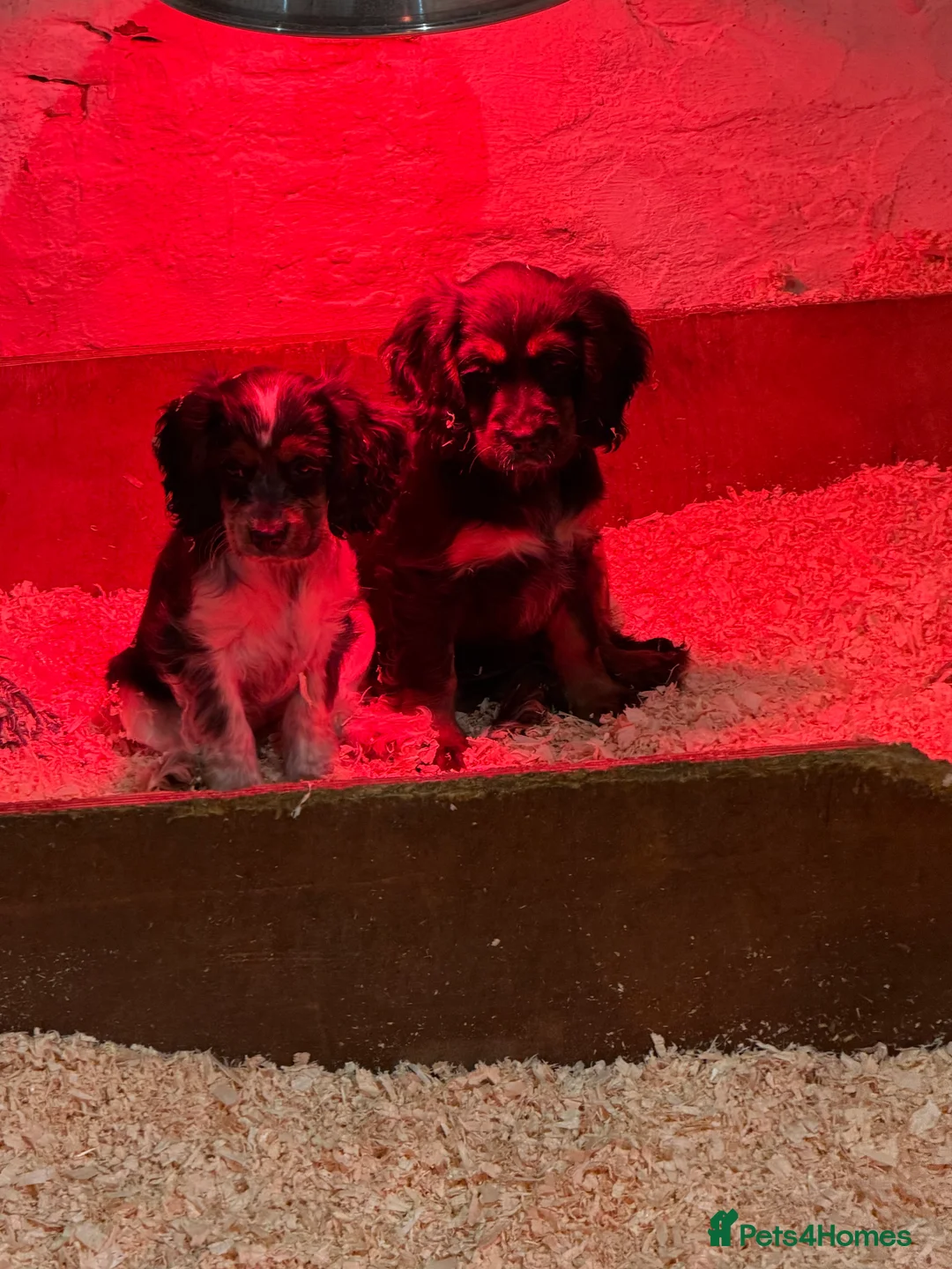 Cocker Spaniel dogs for sale: Stunning ideal family pups  - Advert 2