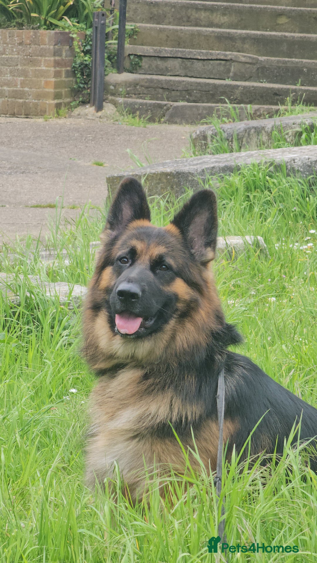 German Longhaired Pointer dogs for stud: Long haired German Shepherd,  GSD for stud in Chatham - Advert 8