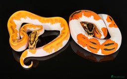Python Snake reptiles for sale: Royal pythons  - Image 22