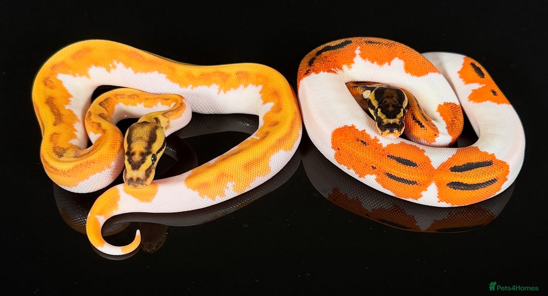 Python Snake reptiles for sale: Royal pythons  - Image 22
