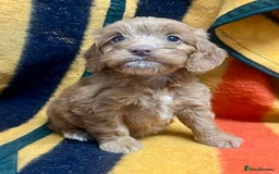 Cockapoo dogs for sale: F1 Cockapoo Puppies. READY NOW - Image 14