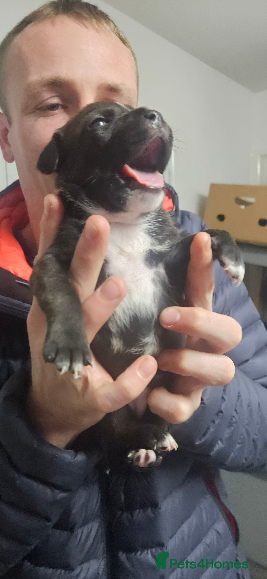 Mixed Breed dogs for sale: Mix Staffy puppies  - Image 27