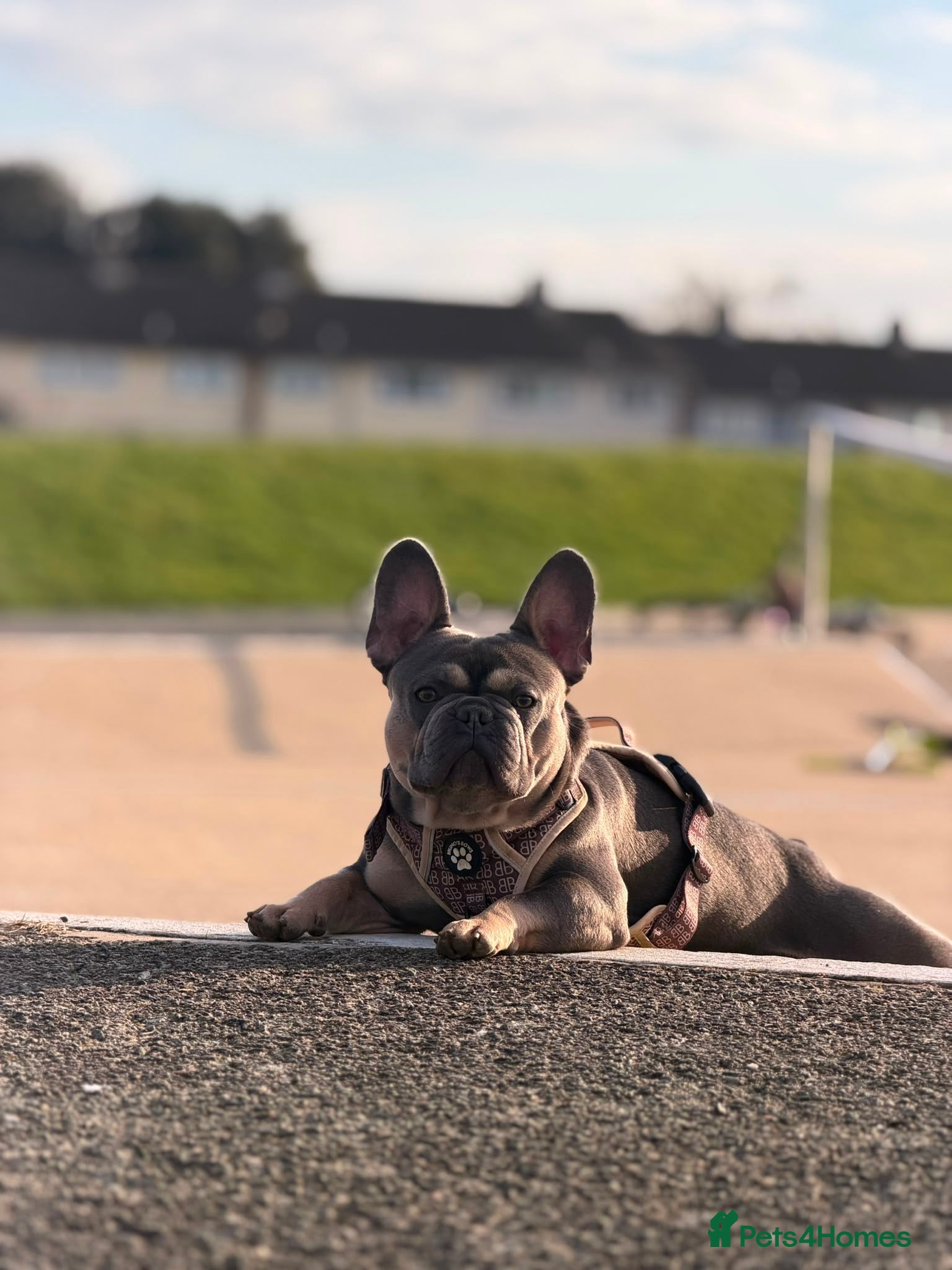 French Bulldog dogs 🐾 Loving Home Wanted – 2-Year &  French Bulldog  - Advert 1