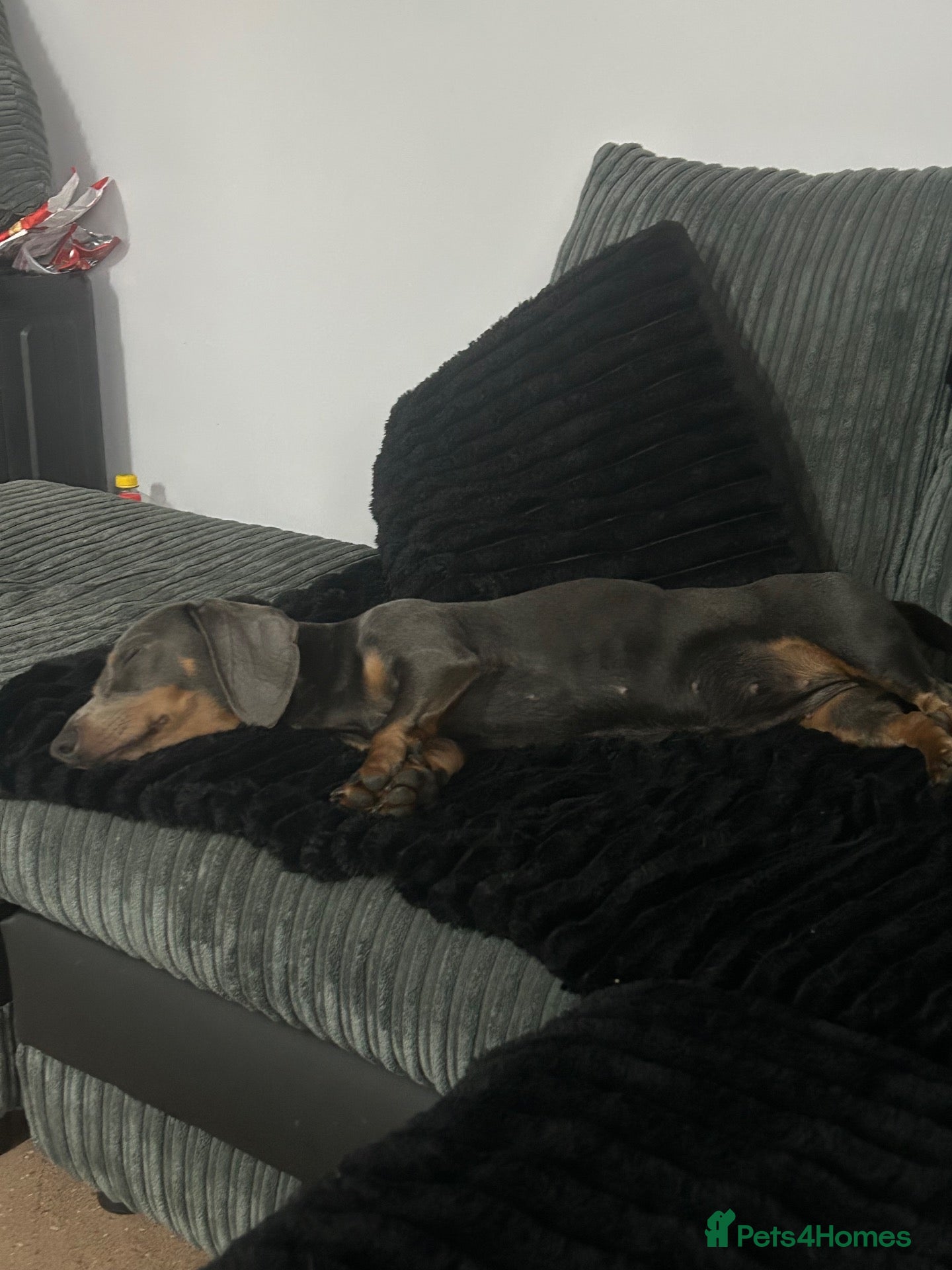 Dachshund dogs for sale: 9 beautiful babies looking for loving homes  - Advert 6