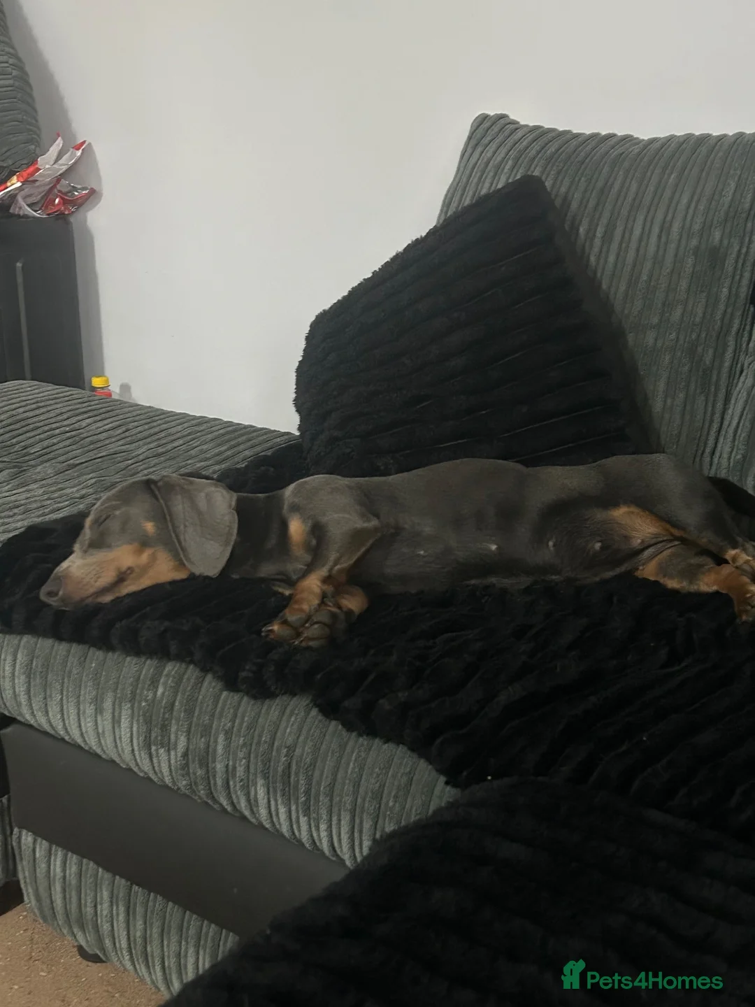 Dachshund dogs for sale: 9 beautiful babies looking for loving homes  - Advert 1