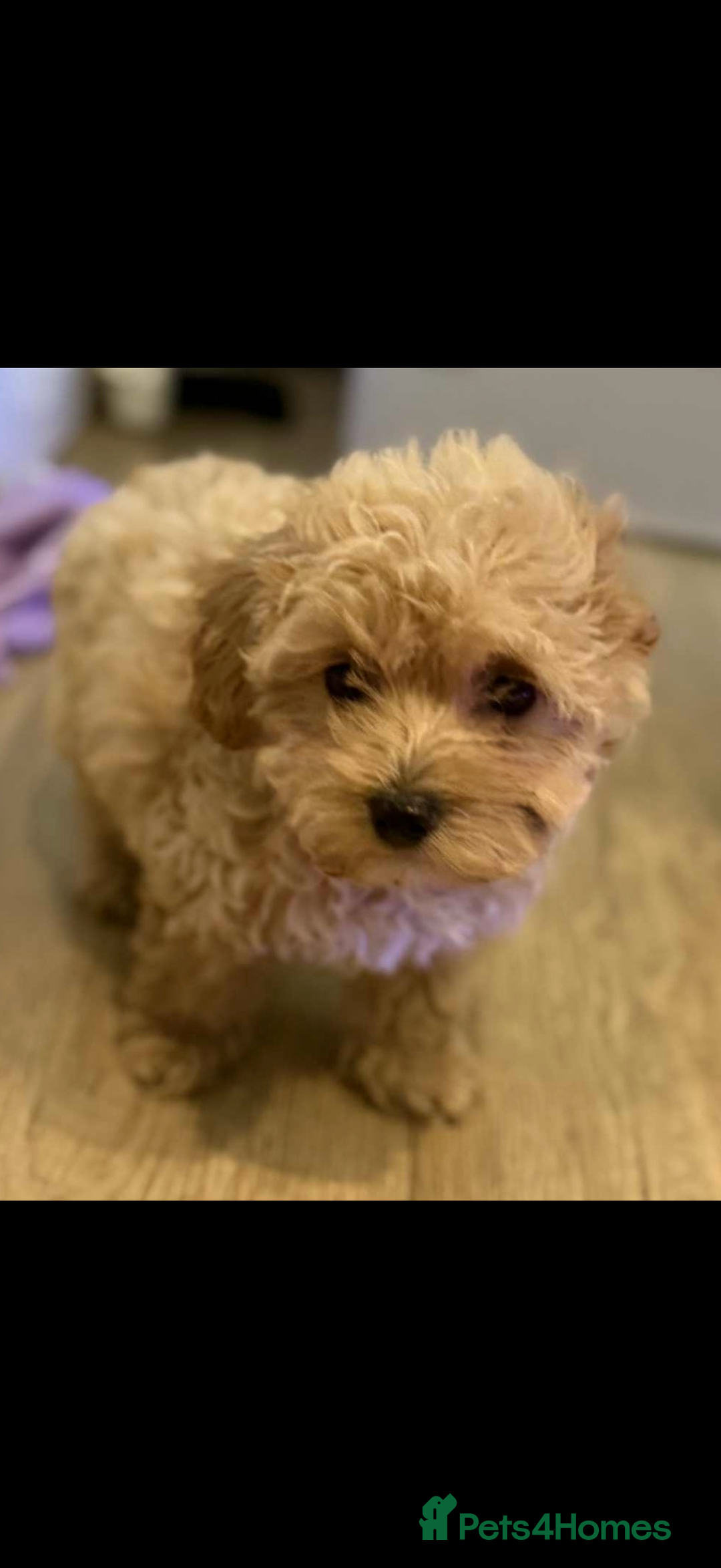 Maltipoo dogs for sale: Maitlpoo  - Advert 11