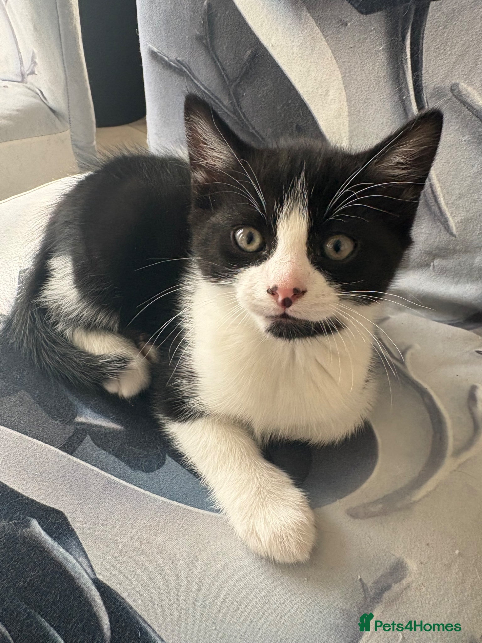 Turkish Van cats Kittens for sale  - Advert 3