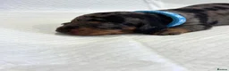 Miniature Dachshund dogs for sale: Adorable Miniature Dachshund Puppies - Advert 18