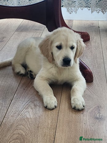 Golden Retriever dogs - Advert 5