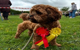 Shihpoo dogs for sale: Shipoo Pups - Image 11