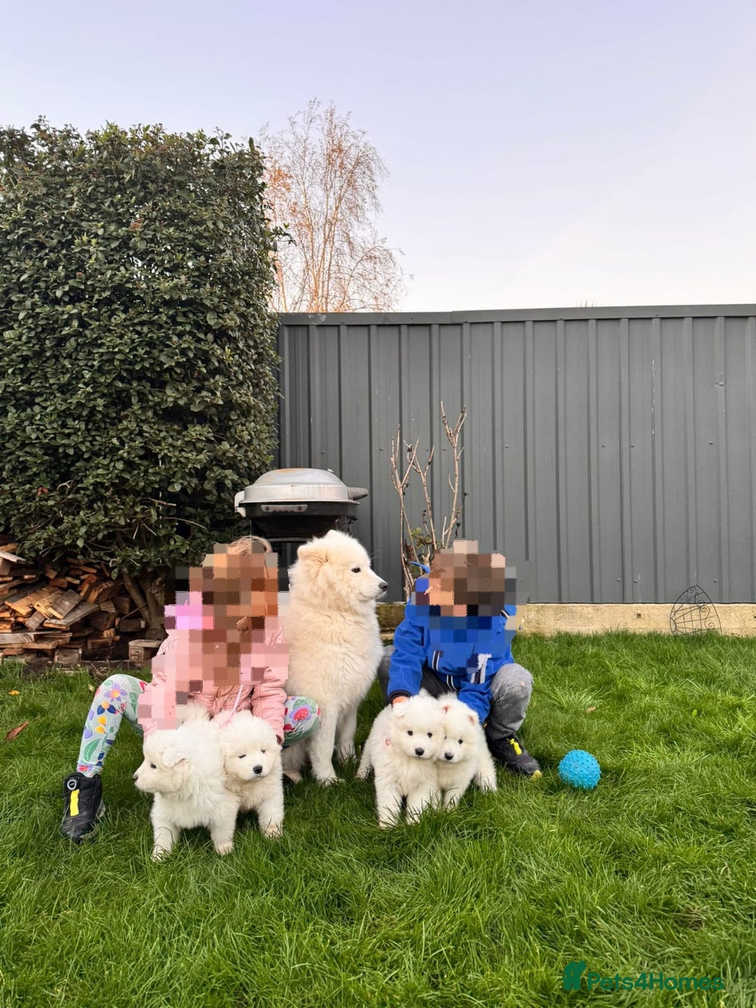 Samoyed dogs for sale: Lovely 4 GIRLS Samoyed puppy - Advert 6