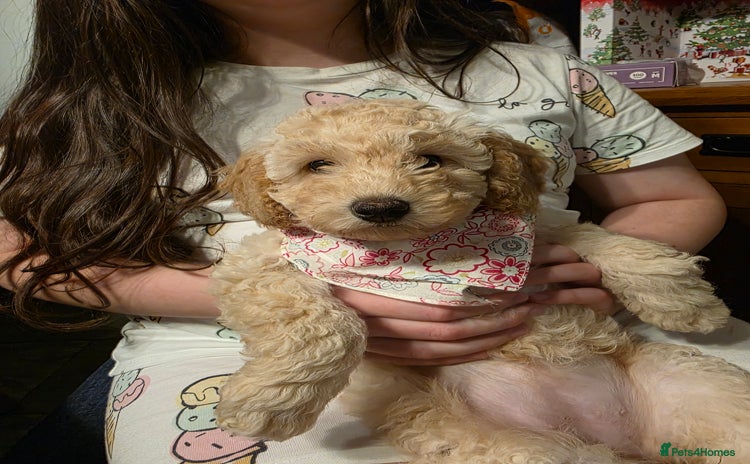 Toy Poodle dogs - Advert 2