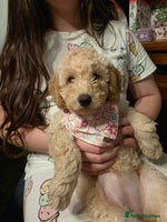 Toy Poodle dogs - Advert 2