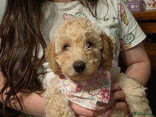 Toy Poodle dogs - Advert 34