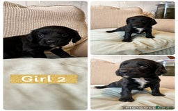 Sprocker dogs for sale: Sprocker Spaniels - Image 2