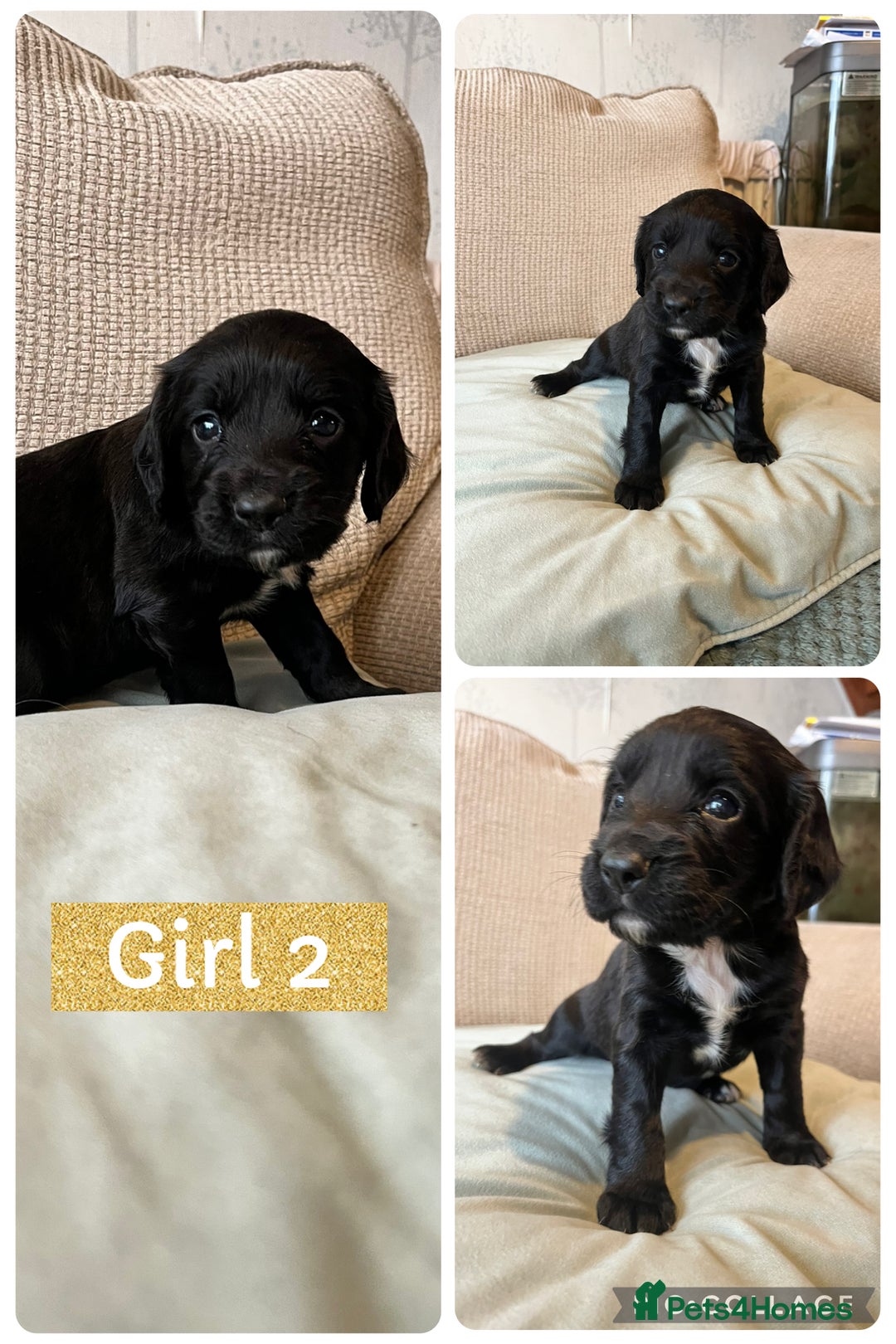 Sprocker dogs for sale: Sprocker Spaniels - Image 2