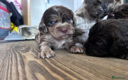 Cockapoo dogs for sale: Rare toy cockapoo - Image 2