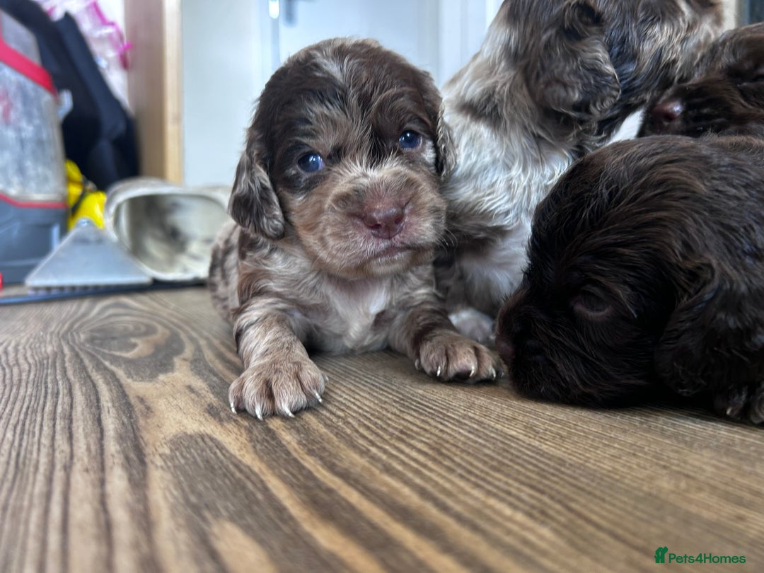 Cockapoo dogs for sale: Rare toy cockapoo - Image 2