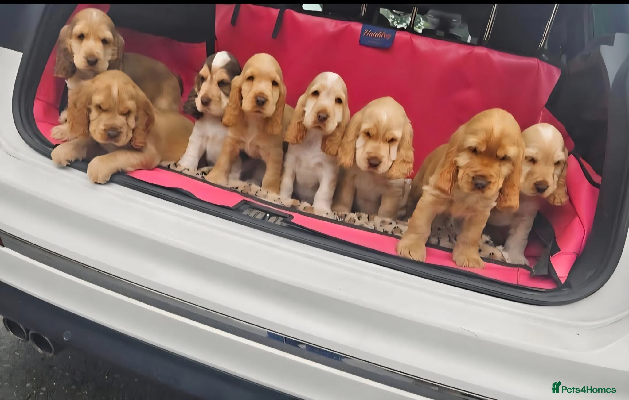 Cocker Spaniel dogs KC REG SHOW COCKER SPANIELS - Advert 1