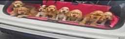 Cocker Spaniel dogs for sale: KC REG SHOW COCKER SPANIELS - Advert 1