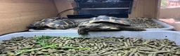 Hermann Tortoise reptiles for sale: Hermann tortoises(s) in Moreton-in-Marsh - Advert 3