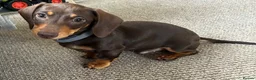Miniature Dachshund dogs for sale: Gorgeous Miniature Dachshund Boy - Advert 5