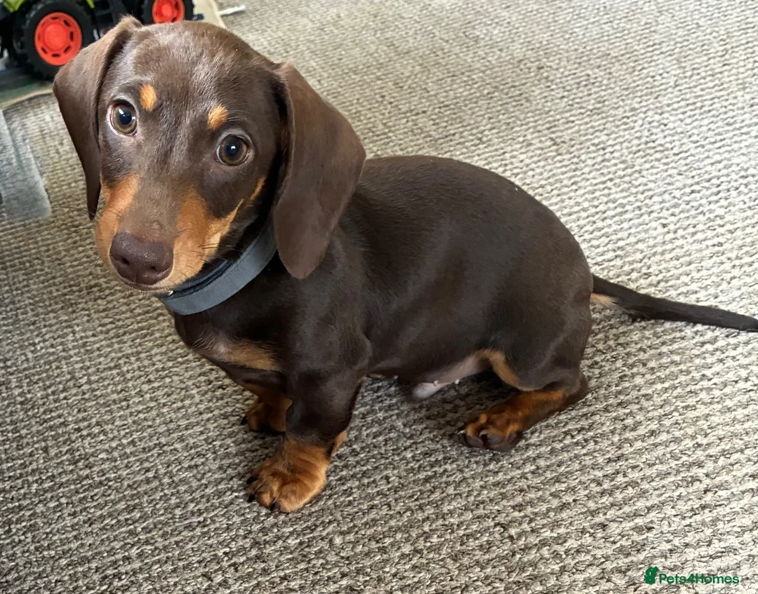 Miniature Dachshund dogs for sale: Gorgeous Miniature Dachshund Boy - Advert 5