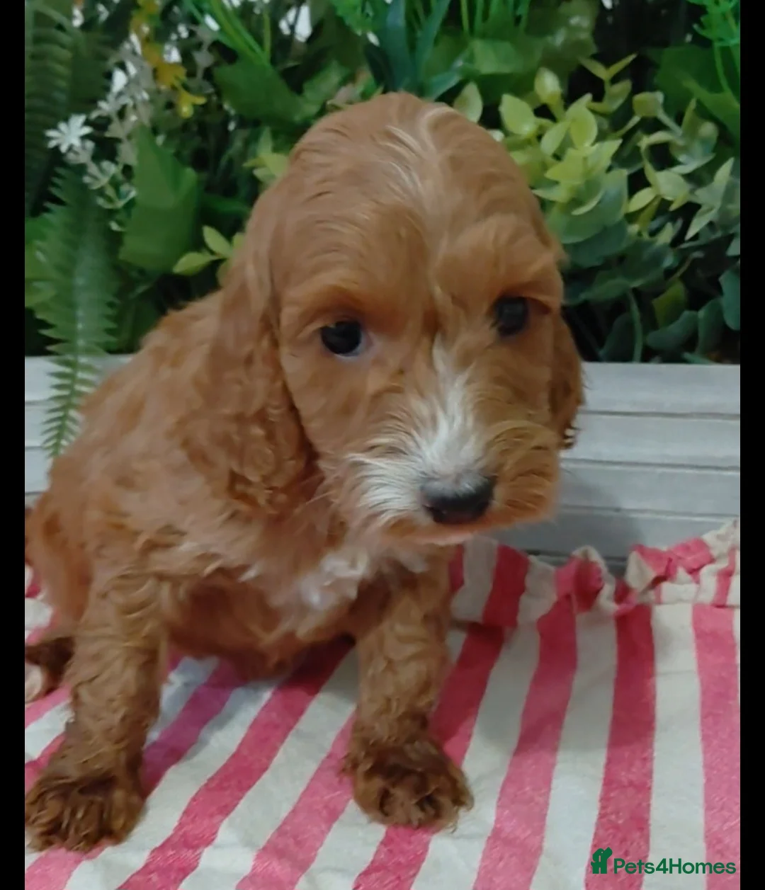 Cockapoo dogs for sale: Stunning Fox Red Cockapoo  - Advert 12