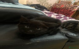 Domestic Shorthair cats for sale: Cheap Kittens for sale - Image 5
