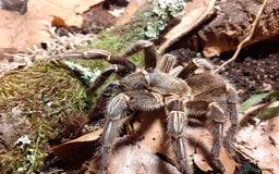 Tarantulas invertebrates for sale: Small Tarantula list OTO - Image 1
