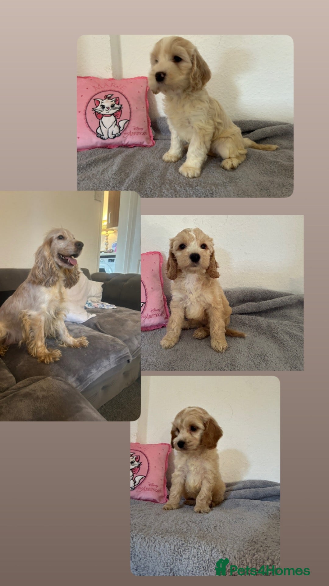 Cockapoo dogs for sale: 🏆🥇Tiny toy cockapoo 🏆🥇 - Advert 9