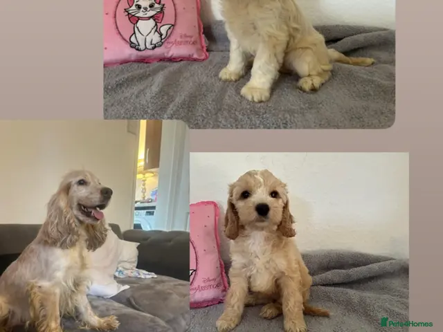 Cockapoo dogs for sale: 🏆🥇Tiny toy cockapoo 🏆🥇 - Advert 9