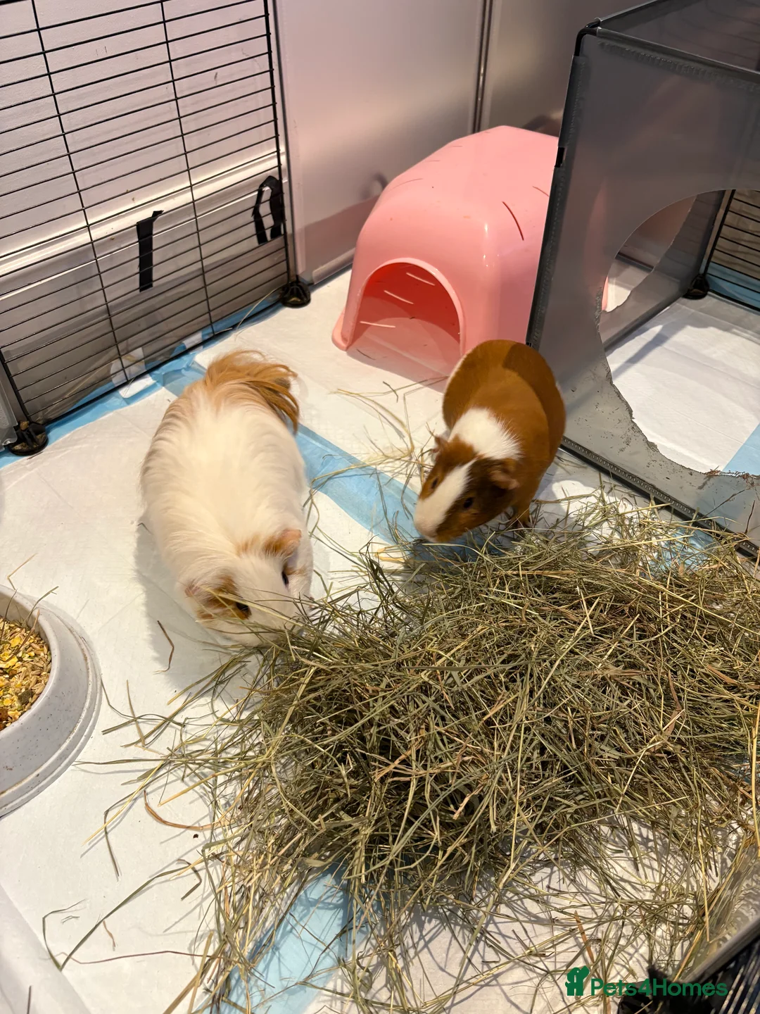 Guinea Pig rodents for sale: 2 male guinea pigs looking for a new forever home - Advert 2