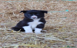 Border Collie dogs for sale: Beautiful Collie Puppies For sale - Image 15