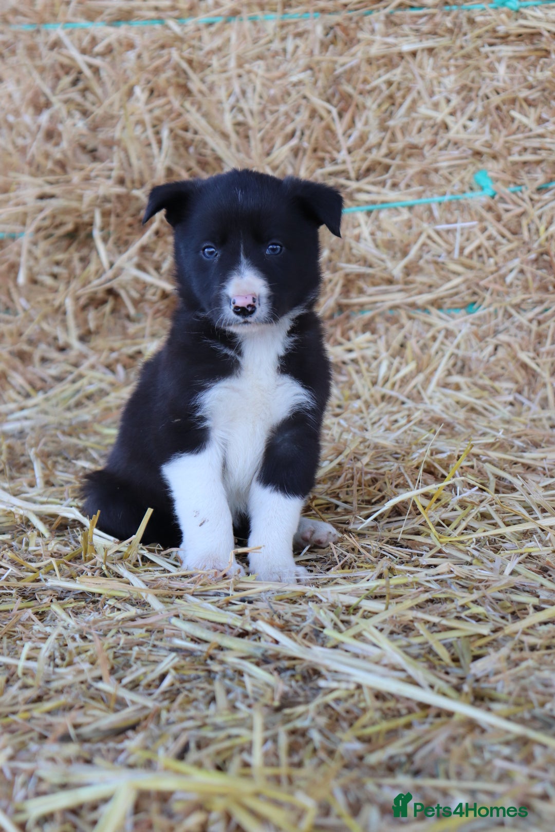 Border Collie dogs for sale: Beautiful Collie Puppies For sale - Image 15