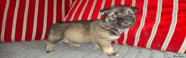 Mixed Breed Puppy 3