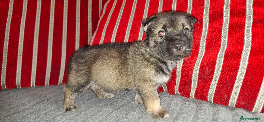 Mixed Breed dogs for sale: Siberian husky + Rus A Pei - Advert 2