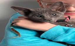 Oriental cats for sale: Blue Oriental female kitten  - Image 3