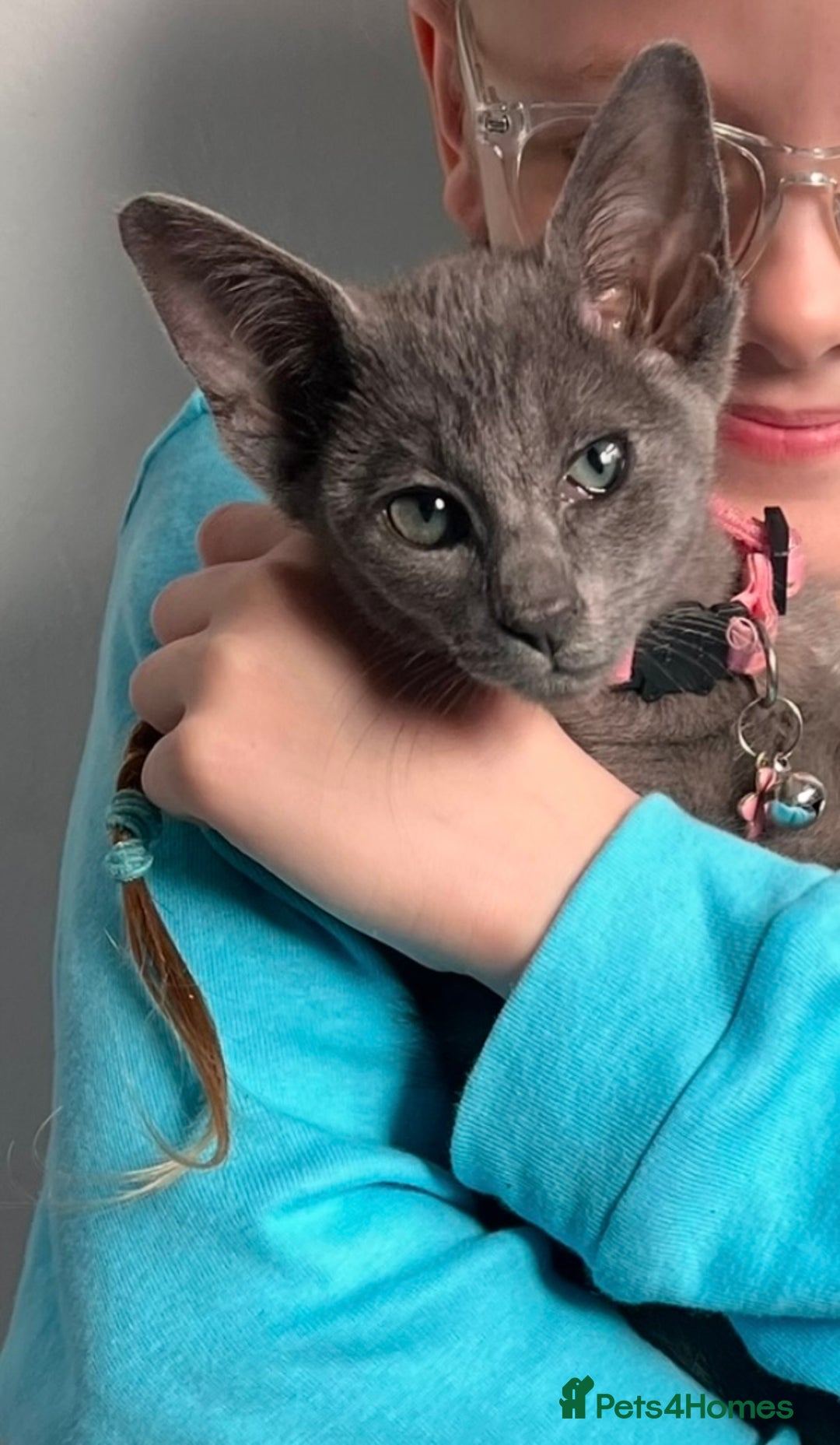 Oriental cats for sale: Blue Oriental female kitten  - Image 3
