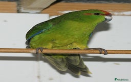 Parakeets birds for sale: kakariki parrots for sale - Image 3