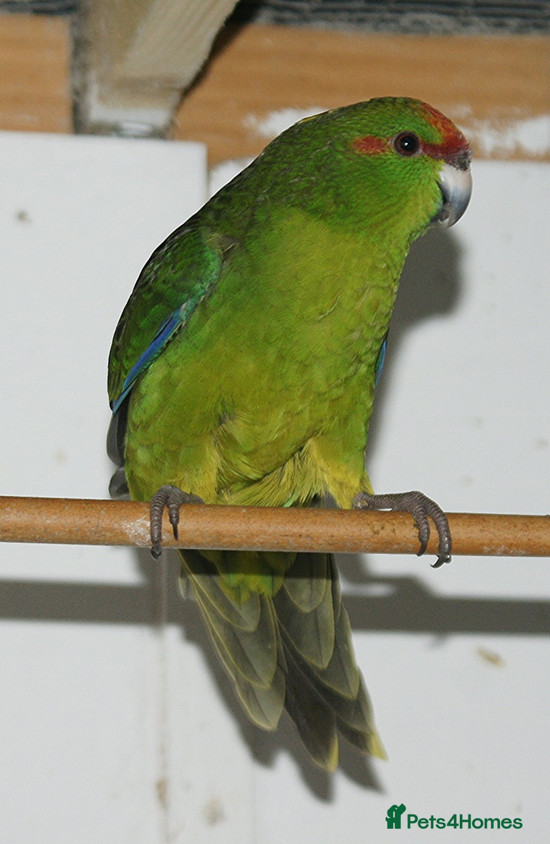 Parakeets birds for sale: kakariki parrots for sale - Image 3
