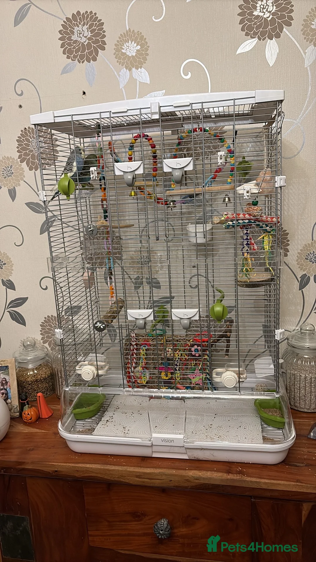 Budgerigars birds for sale: 2 X male budgies with Vision cage. - Advert 1